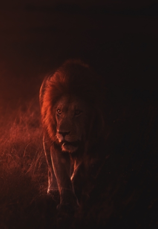 Lion Tamer Cover